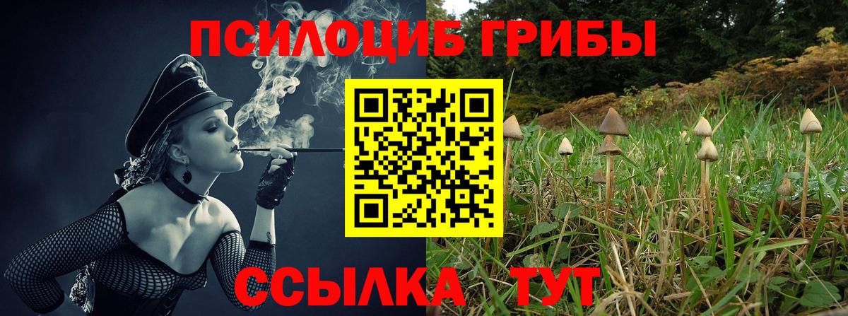 Каменка  Галлюциногенные грибы Cubensis  Вход с VPN 